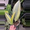 plant/Whale Fin 6” Aurea-0-thumbnail