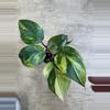 plant/White knight aurea-0-thumbnail