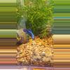 plant/A16 blue alien-0-thumbnail