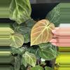 plant/IAS SPECIAL dorayaki x antolakii-0-thumbnail