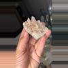 plant/Columbian Pink Lithium-0-thumbnail