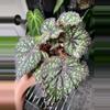 plant/Begonia Fairytale 4”-0-thumbnail