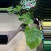plant/monstera light lime-0-thumbnail