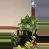 plant/Skeleton Key Pothos-0-thumbnail
