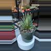plant/DC Agave albopilosa-0-thumbnail