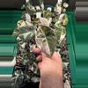plant/Black Velvet Pink!-0-thumbnail