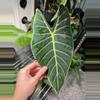 plant/Alocasia Dragons Tooth 6”-0-thumbnail