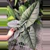plant/Alocasia Platinum 6” GC-0-thumbnail
