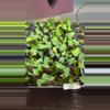 plant/Ree PapxLLB x CarlaxBvep-0-thumbnail