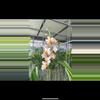 plant/Vanda Orchid orange and pink flowers (lovers choice)-0-thumbnail