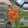 plant/Vanda Orchid orange flower (lover’s choice)-0-thumbnail