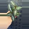 plant/Pilea Spruciana-0-thumbnail