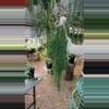 plant/XL Rhipsalis Ewaldiana PRESALE ships 10/6-0-thumbnail