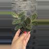 plant/Pelliona Repens-0-thumbnail