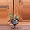 plant/Pricktai Russia-0-thumbnail