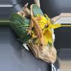 plant/Jack x freckles 12g poss female. Tangerine dalmatian-3-thumbnail