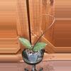plant/TN01-74 Elliptica x Australis-0-thumbnail