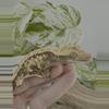 plant/KDS EMH & Kimora 25g male-2-thumbnail