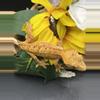 plant/Jack x freckles 12g poss female. Tangerine dalmatian-0-thumbnail