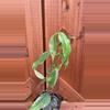 plant/Buotii albo-0-thumbnail