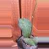 plant/Pricktai Russia-1-thumbnail