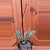 plant/Tagamus-0-thumbnail