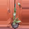 plant/Pmp 171-0-thumbnail