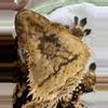 plant/KDS EMH & Kimora 25g male-1-thumbnail