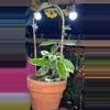plant/Queen-0-thumbnail