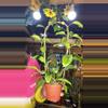 plant/Quinquinervia-0-thumbnail