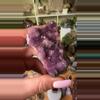 plant/Alcam amyethyst-0-thumbnail