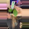 plant/Anthurium forgetii x dress Carla-0-thumbnail
