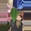 plant/Anthurium pap 8 soul reaper x open (red spoof lux)-0-thumbnail