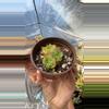 plant/Hardy Sempervivum-0-thumbnail