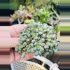 plant/Aloinopsis Schoonsii 4-0-thumbnail
