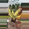 plant/PL177: Epipremnum Giganteum Aurea-0-thumbnail