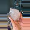 plant/Scarlet pink lEMURIAN DT-0-thumbnail