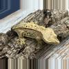 plant/258a 44g RTB female yellow pinstripe-0-thumbnail