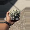 plant/Spice footed 4x3.75-0-thumbnail