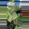 plant/Syngonium Holly 0101-0-thumbnail
