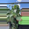 plant/philodendron white princess 1gl 0074-0-thumbnail