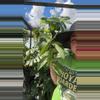 plant/Rhaphidophora mint hongkonesis variegated 0078-0-thumbnail