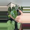 plant/Anthurium lux x BWM-0-thumbnail