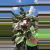 plant/philodendron ppp 0069 1gl-0-thumbnail