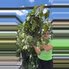 plant/piper 1gl 0080 Brillosa-0-thumbnail