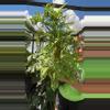 plant/monstera adansoni 1gl aurea-0-thumbnail
