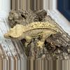 plant/258a 44g RTB female yellow pinstripe-1-thumbnail