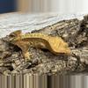 plant/283 28g Female Pinstripe-1-thumbnail