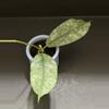 plant/1616 Hoya mitrata (silver) (fka sp. Buntok silver)-0-thumbnail