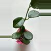 plant/Hoya Sp AH014-1-thumbnail
